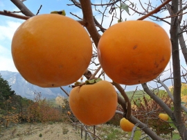 «Массандра» возрождает эксперимент по выращиванию экзотических фруктов