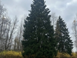 Главная новогодняя рузская ёлка